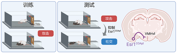 研究揭示杏仁核皮质区在塑造社会交往中的关键作用
